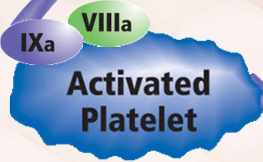 activated platelets