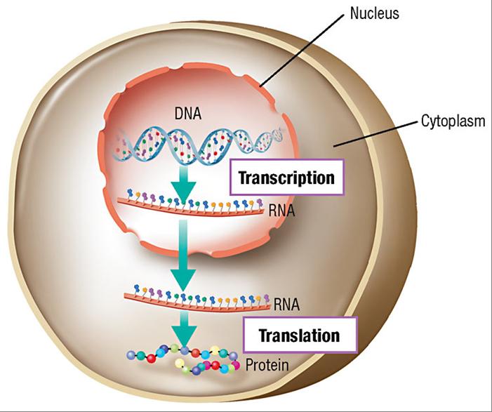 Station 3: Gene Expression 2. 4. 1. 3. 1. The process of constructing a molecule of RNA from a segment of DNA is called what? 2. This takes place where in the cell?