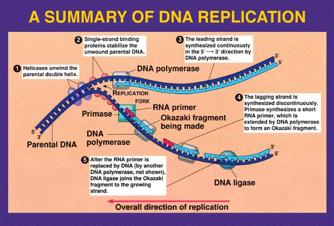 Objective 7: Explain the process of DNA replication (use a diagram to help) (8.4).