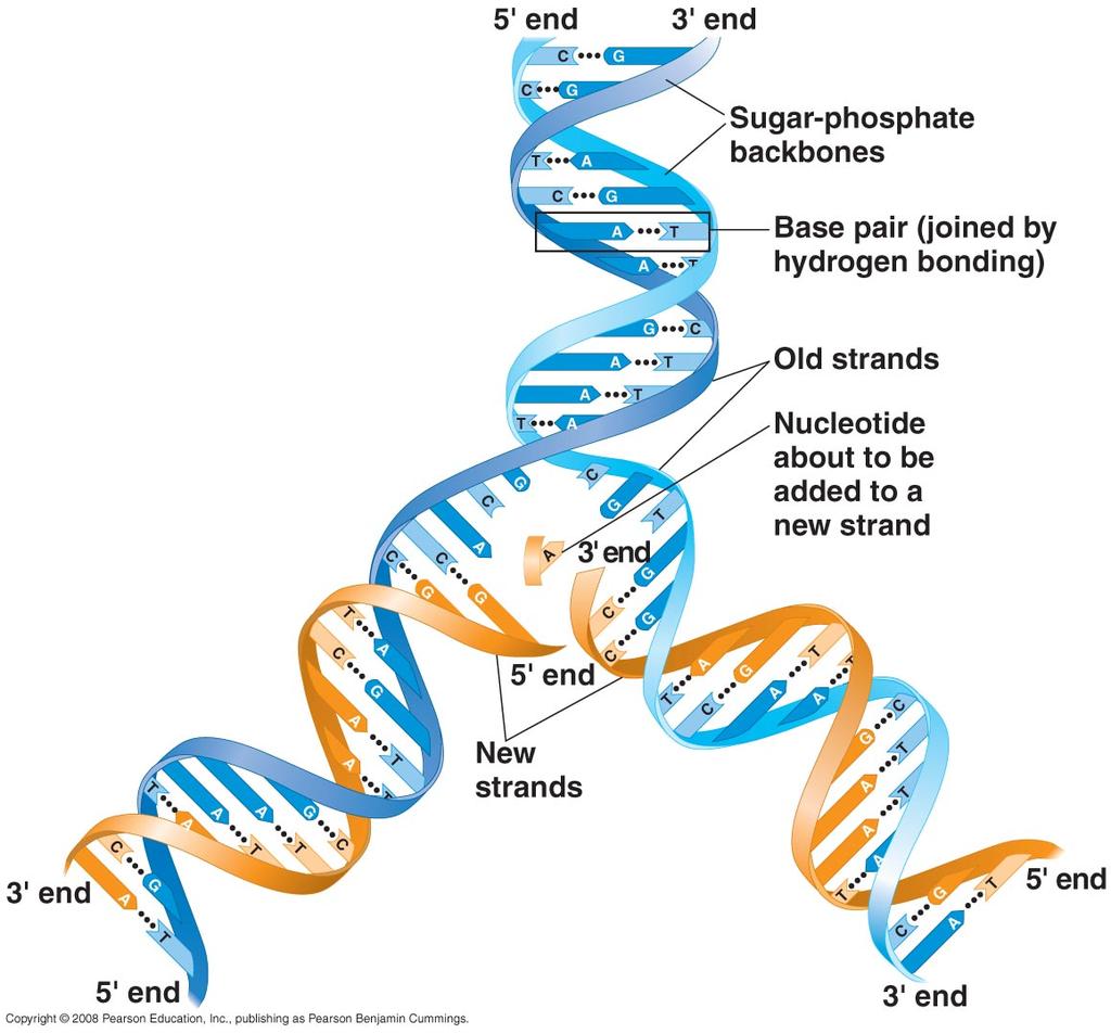 DNA s structure naturally