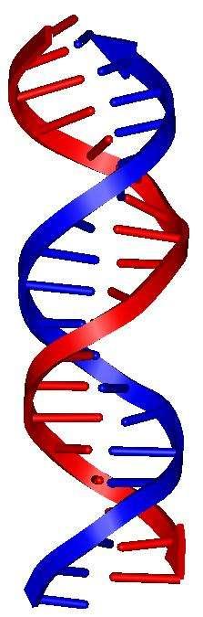 What is the overall structure of DNA?