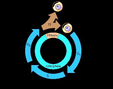 Cell Cycle Mitosis: Process of cell division