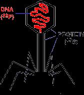 History of DNA Chromosomes are made of both DNA and protein Experiments on bacteriophage viruses by Hershey & Chase
