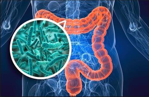 Gut Microbes as the Source of Biomarkers Mucosal