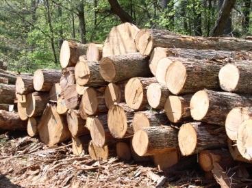 Economical Importance of Forest Timber: Wood used for commercial