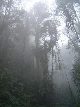 Mountain Sub tropical Forests a