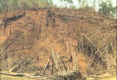 Effects of Deforestation Deforestation adversely affects and damages the environment The