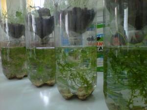 Food, water, and air cannot be added. Will the organisms in this environment survive?