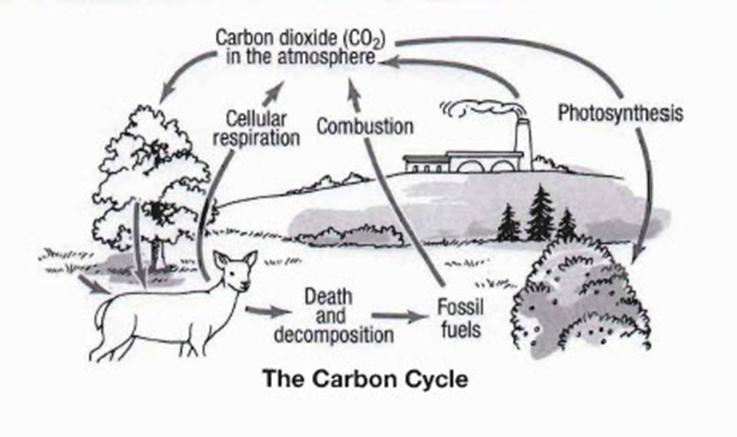 The Carbon Cycle All living things are made up of carbon. The carbon cycle describes how carbon moves through the environment and living things.