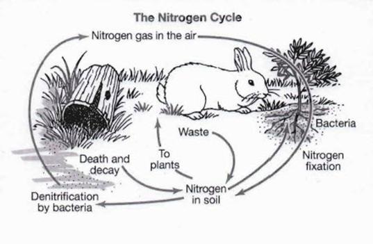 Since air is 78 percent nitrogen, you might think that you do not need to eat protein to get nitrogen. However, animals and plants cannot use the nitrogen that is in the air.