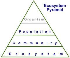 A community is all the populations of all species living in an