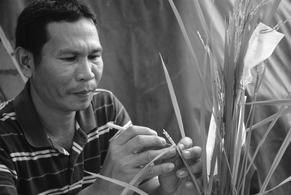 RICE: CROP BREEDING USING FARMER-LED PARTICIPATORY PLANT BREEDING 193 have been different modes of participation by farmers, from farmer-centered to scientist-centered (Halewood et al.