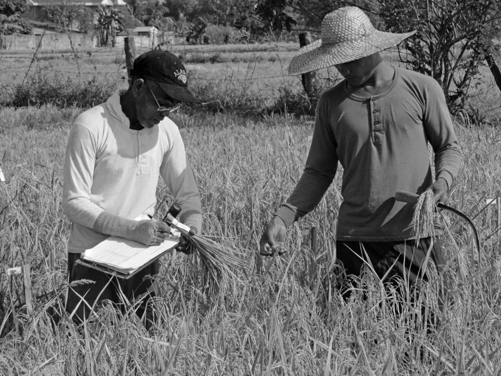 RICE: CROP BREEDING USING FARMER-LED PARTICIPATORY PLANT BREEDING 197 Figure 11.2 Panicle selection in segregating F 3 bred rice (MASIPAG).