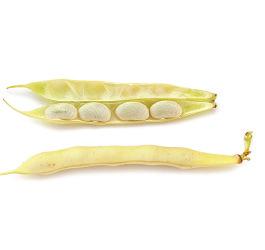 Optimal timing The bean crop will have 90% of the pods with a colour change from green to yellow and/or light