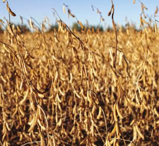 Harvest timing The dry down of crops will be best under favourable environmental conditions with warm temperatures and low moisture conditions.