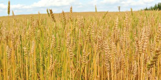 Barley, triticale and wheat For barley (including feed varieties), triticale and wheat (spring, winter, durum), harvest can typically commence within 14 days after application, when