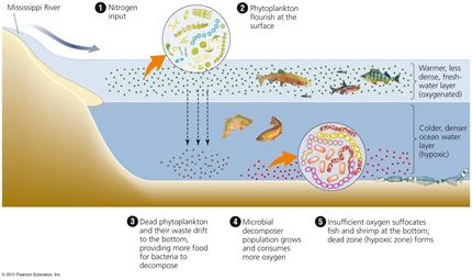 Eutrophication The process of nutrient over enrichment leads to: Blooms