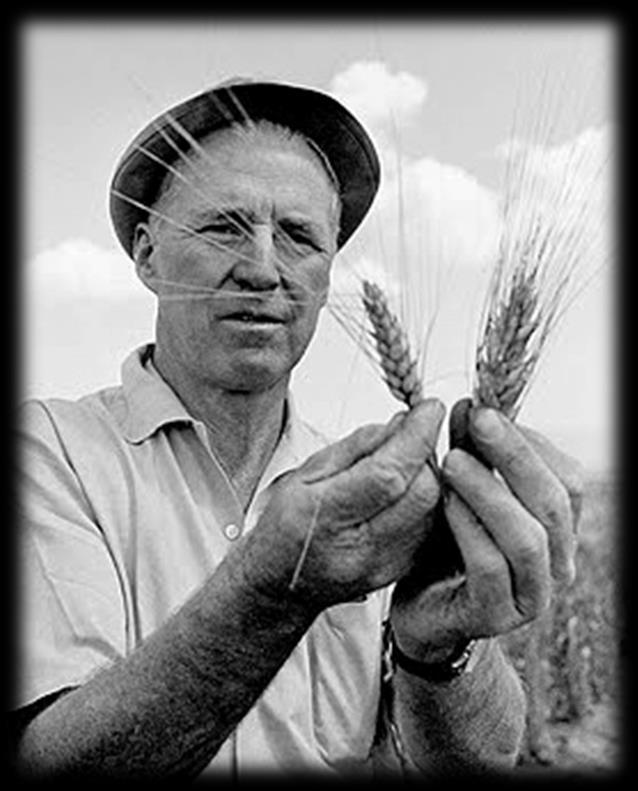 The Green Revolution (1960) Challenge: improve wheat and maize to meet the production needs of