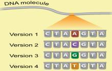 Molecular Plant Breeding Approach SNP is a single nucleotide (A, T, C or G) mutation, and can be