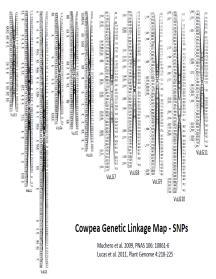SSRLocator, BatchPrimer3, MEGA6, BioEdit Genetic diversity Genetic Diversity Genetic Map