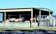 The increase in total numbers of pork producers is caused primarily by an increase in the number of show pig producers.
