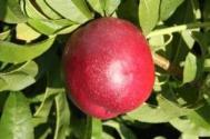 Research hub «Varieties» - Fruits Evaluation