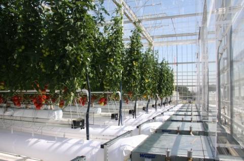Research hub «Greenhouses / Agroecology and crop systems» Vegetable Greenhouses hub - Test of