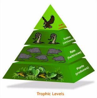 TROPHIC LEVELS IN FOOD WEB 4th level