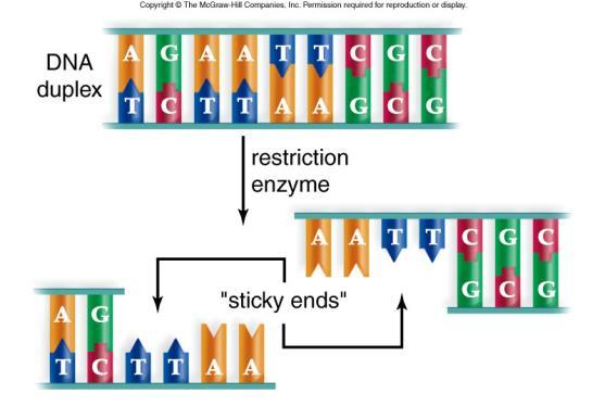 Part 3: Restriction Endonuclease Digestion The goal of this exercise is to differentiate between different DNA samples based on differences in base pair sequence.
