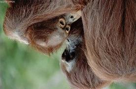 Who is the father? Orangutans are an endangered species of ape that live in Southeast Asia.