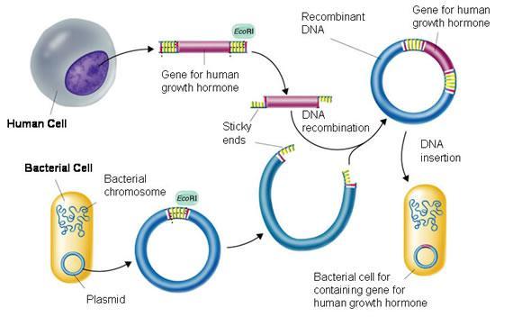 Recombinant DNA Technology Use restriction enzyme to insert DNA of interest into a plasmid The sticky ends of the DNA can combine to any other DNA that also