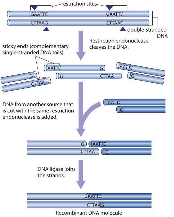 Step 1: Restriction enzyme is used to cleave the DNA of interest (eg.
