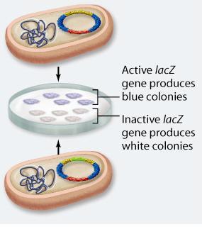 Gene Cloning in Bacteria bacterial colonies containing the recombinant DNA are identified using selectable markers Blue colonies have an active lacz gene and contain plasmid