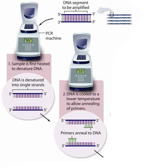 Steps in PCR Step 1: double stranded DNA is denatured in high temperature (95ᴼC).