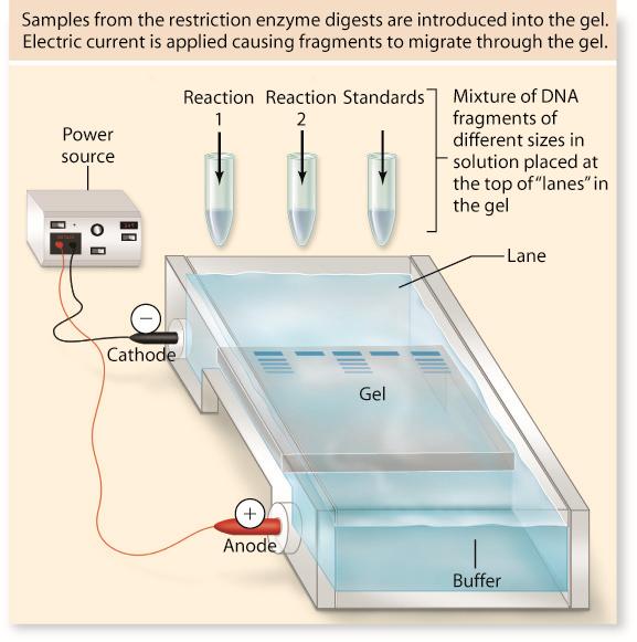 D. Gel Electrophoresis a common method used to analyze, identify, and purify DNA fragments 1.