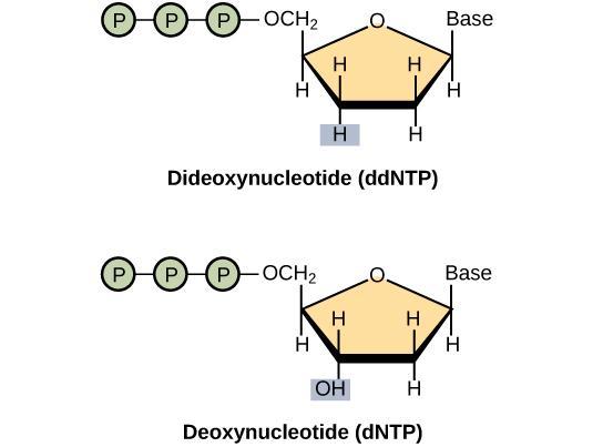 Sanger Sequencing Dideoxynucleotides lack a OH group at the 2 and 3 carbons on the ribose sugar THUS, DNA synthesis