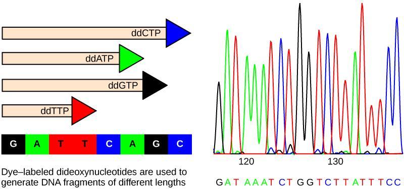 Automated DNA Sequencing Each peak can be interpreted as a nucleotide in the DNA