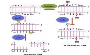 Restriction Endonuclease use in bacteria By adding methyl to the recognition sites of endonucleases, the