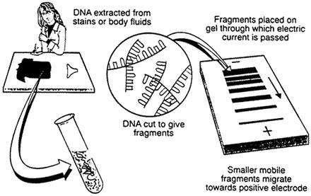 DNA Gel Electrophoresis Agarose gel electrophoresis is an easy way to separate DNA fragments by their sizes and visualize them. It is a common diagnostic procedure used in molecular biological labs.