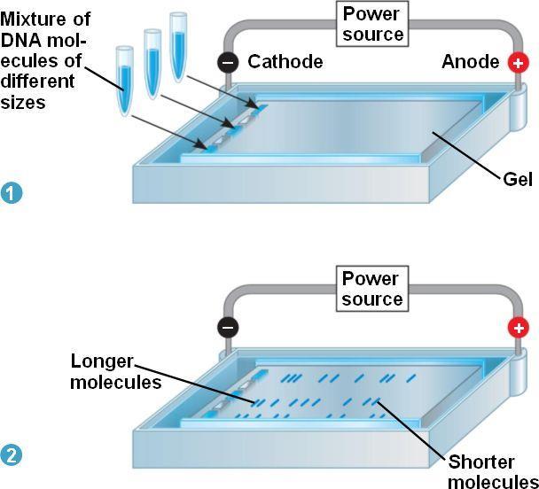 positive electrode (anode) the smallest DNA move