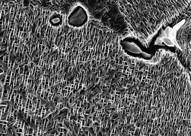 (1200 / 1300 / 1400 o F). Microstructure Evolution High-resolution SEM in-lens images of the over-aged microstructures are shown in Figs. 9 11. Figure 7.