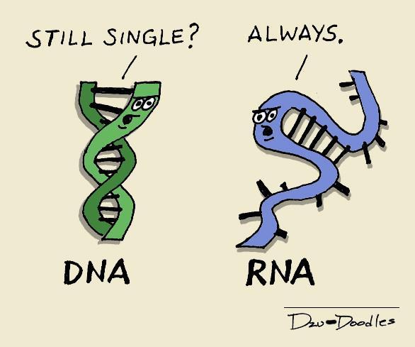 DNA is double stranded,