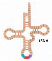 Amino Acids Messenger RNA (mrna)