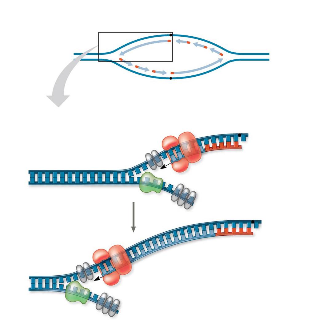 Synthesis of the leading strand during DNA replication Leading strand Parental DNA Lagging strand DNA pol III starts to synthesize leading strand.