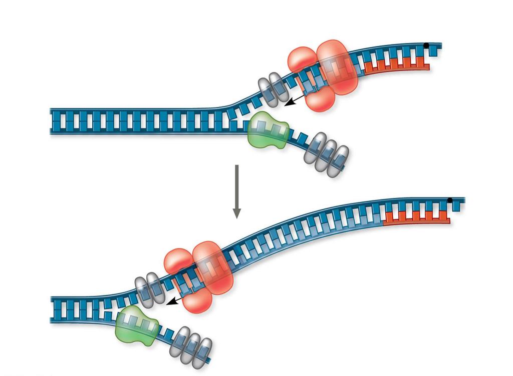 Synthesis of the leading strand during DNA replication DNA pol III starts to synthesize leading strand.