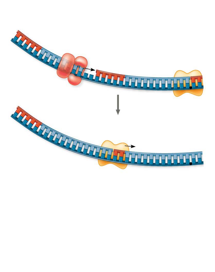 RNA primer for fragment 2 Okazaki fragment 2 2 4 Synthesis of the lagging strand