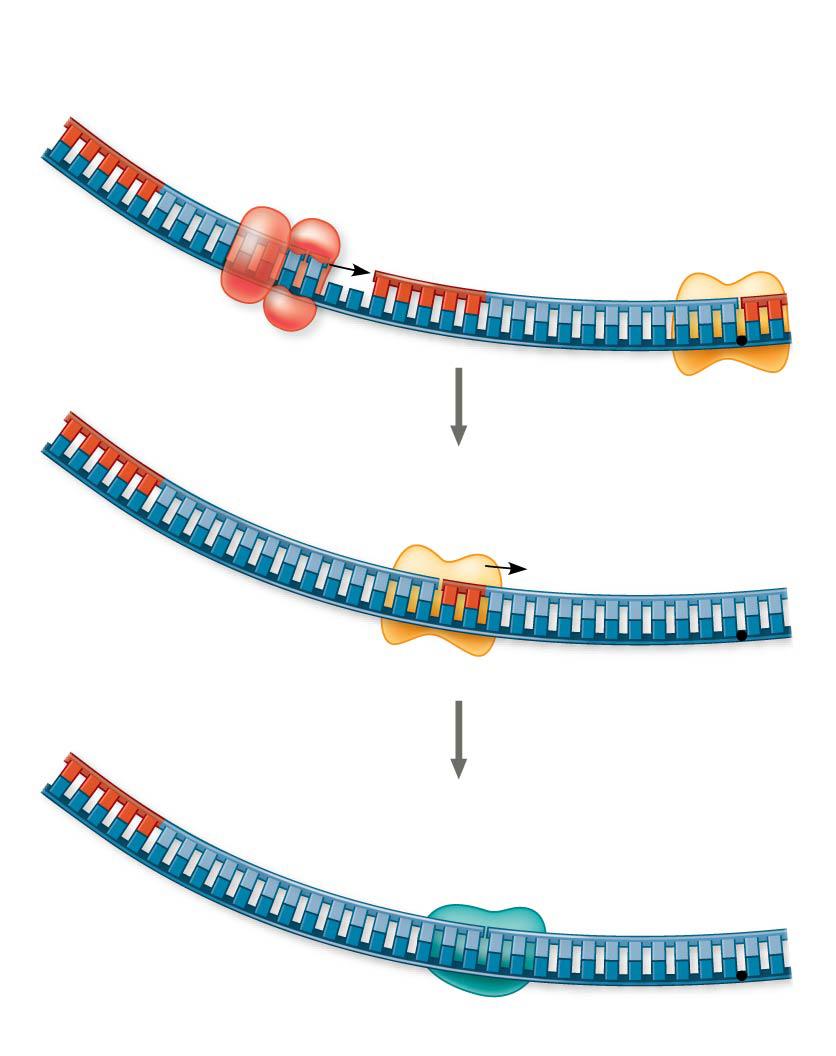 RNA primer for fragment 2 Okazaki fragment 2 2 4 Synthesis of the lagging strand (Step 6) DNA pol III makes Okazaki