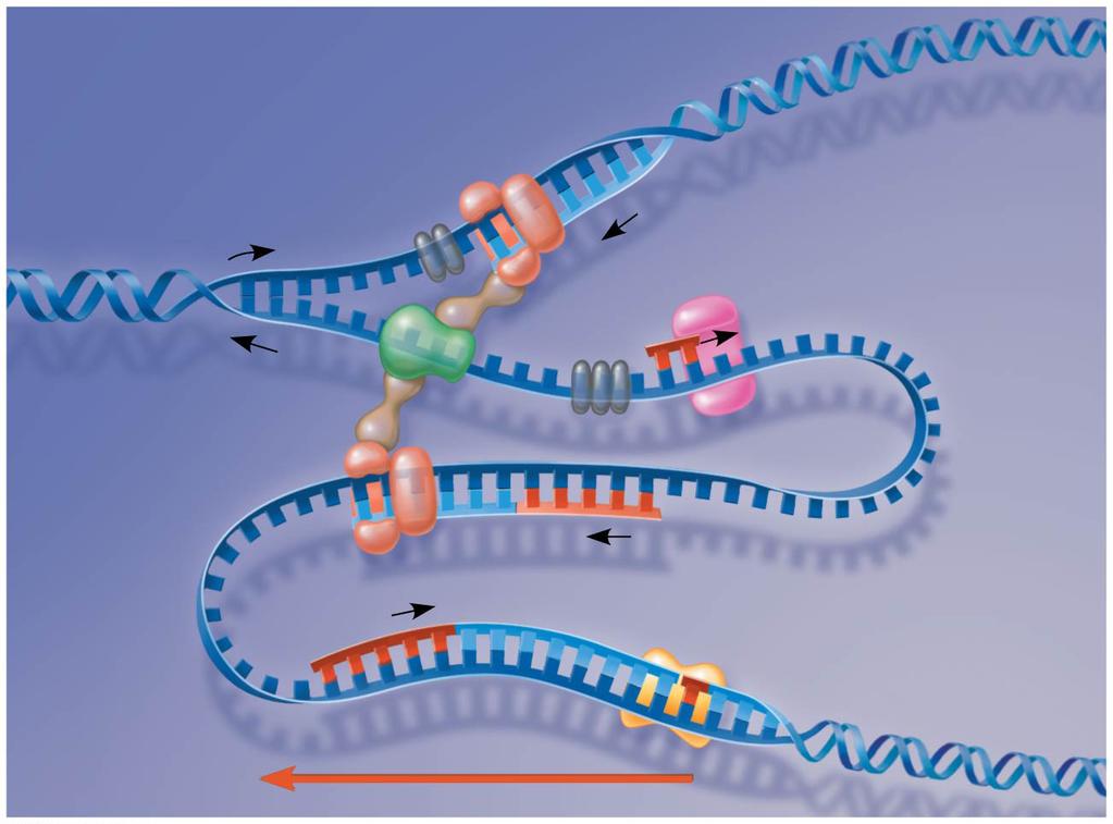 The Trombone Model DNA replication resembles the slide of a trombone Leading strand template DNA pol III