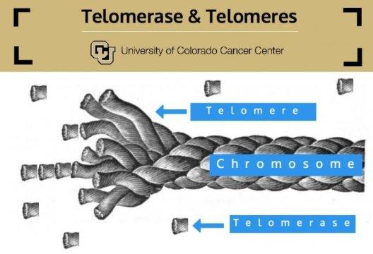 The enzyme telomerase may help unlock secrets of aging and cancer "Telomerase is crucial for telomere maintenance and genome integrity," explains Julian Chen, professor of chemistry and