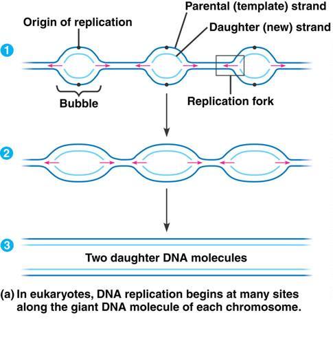 replication bubbles replication bubbles expand laterally as DNA replication proceeds